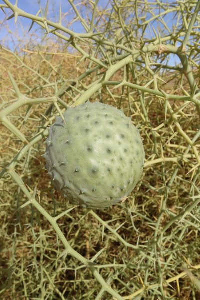 Acanthosicyos horridus, photographed by Thibaud Aronson