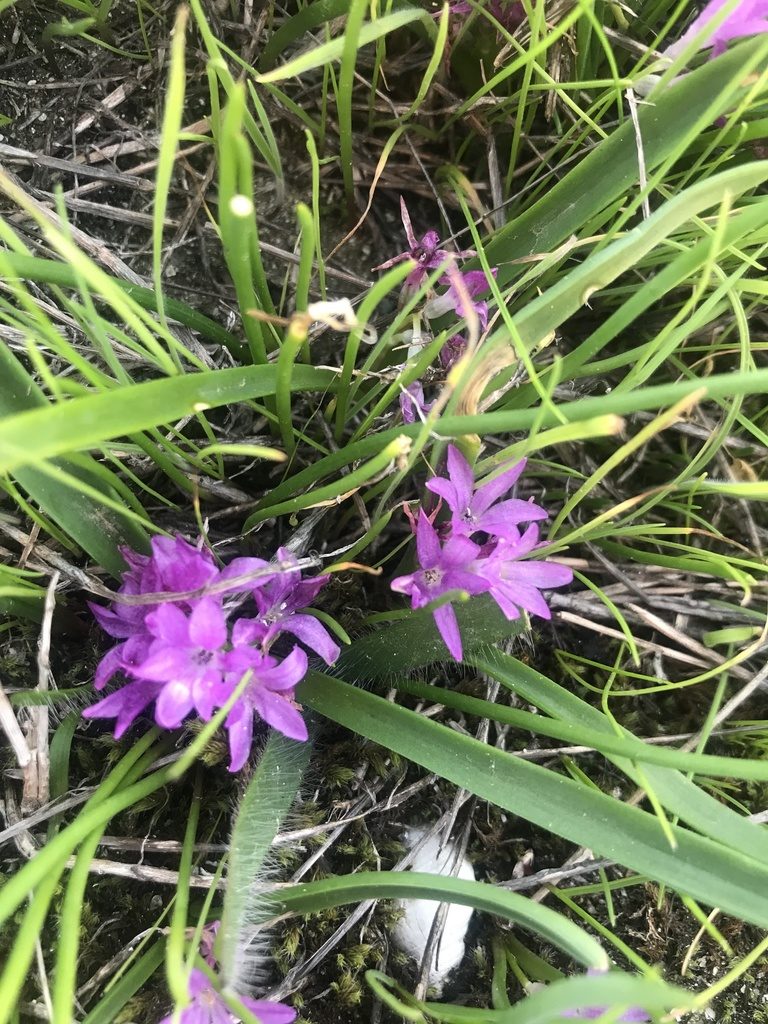 Lachenalia paucifolia, photographed by Sam McCarren