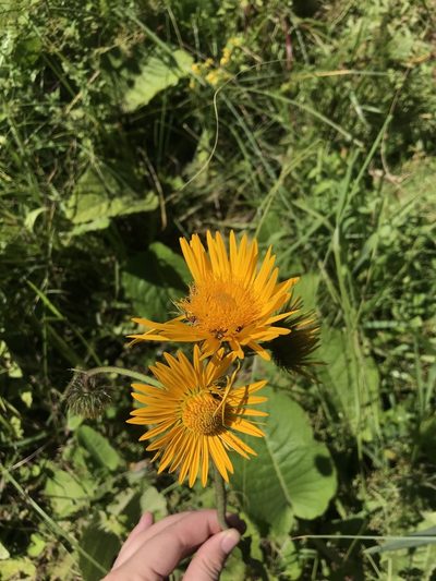 Berkheya speciosa, photographed by Sam McCarren
