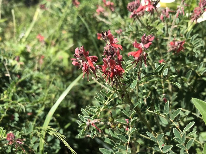 Indigofera eriocarpa, photographed by Sam McCarren