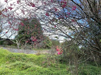 Prunus campanulata, photographed by Joep de Ligt