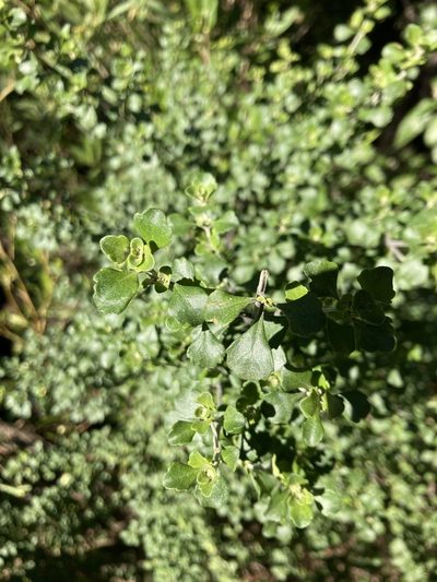 Prostanthera rotundifolia, photographed by krumpianking