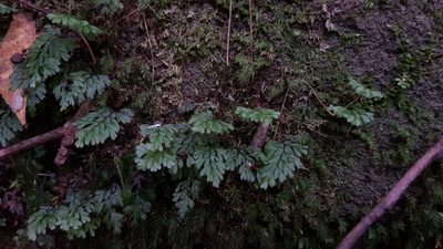 Hymenophyllum cupressiforme, photographed by Sofia Zvolanek