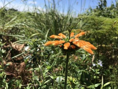 Leonotis ocymifolia, photographed by Sam McCarren