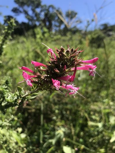 Syncolostemon densiflorus, photographed by Sam McCarren