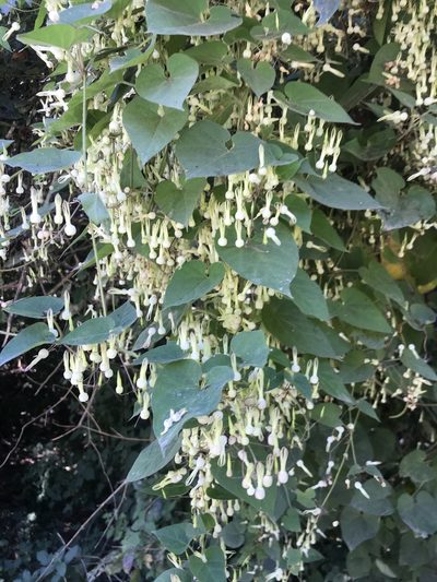 Riocreuxia torulosa, photographed by Sam McCarren