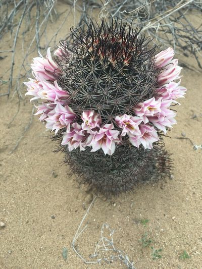 Cochemiea sheldonii, photographed by kclarksdnhmorg