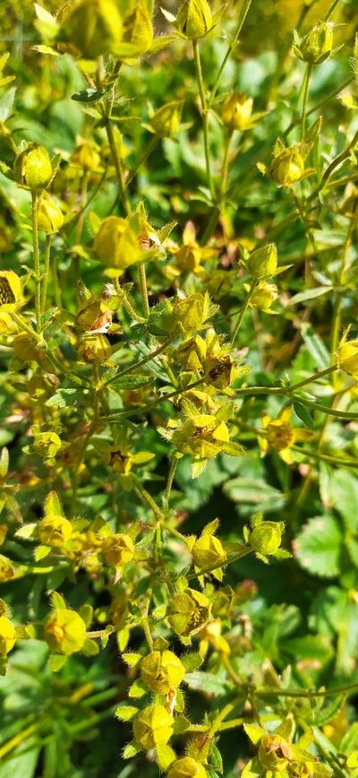 Potentilla umbrosa, photographed by Алексей Ябс