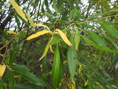 Salix gmelinii, photographed by Ксения Волянская