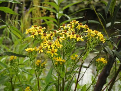 Senecio sarracenicus, photographed by Ксения Волянская