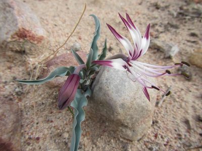 Ornithoglossum undulatum, photographed by douglaseustonbrown