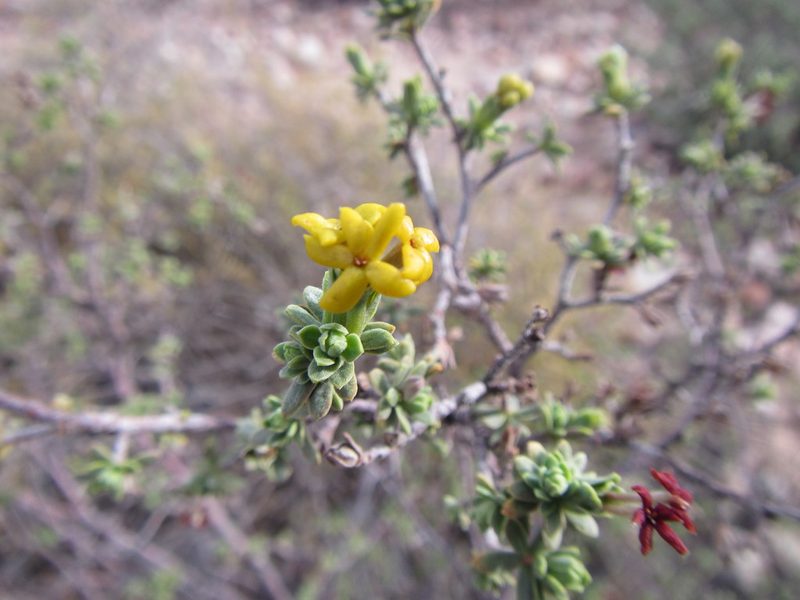 Lasiosiphon deserticola, photographed by douglaseustonbrown