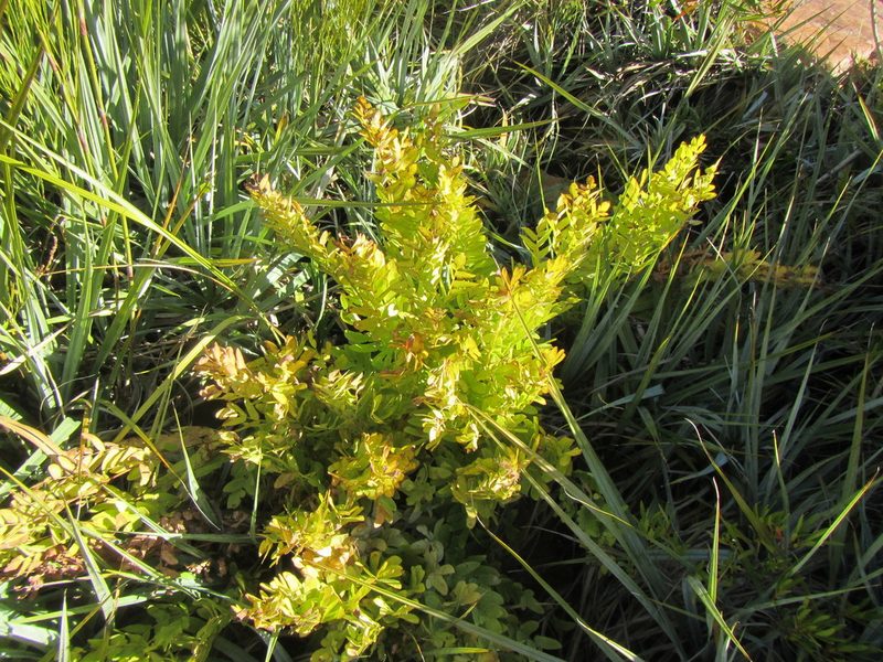 Osmunda acuta, photographed by douglaseustonbrown