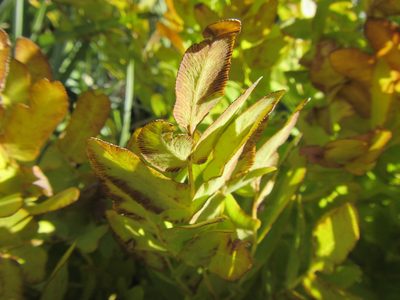 Osmunda acuta, photographed by douglaseustonbrown