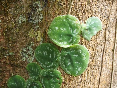 Monstera tuberculata, photographed by Lena Struwe