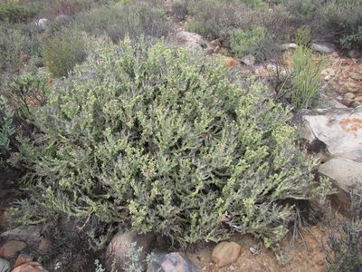 Euphorbia hamata, photographed by douglaseustonbrown