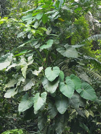 Syngonium schottianum, photographed by Lena Struwe