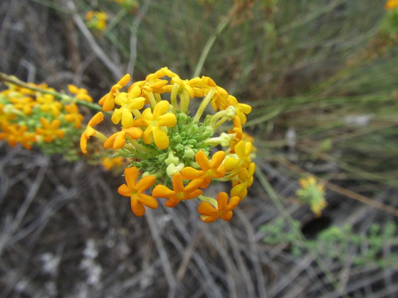 Manulea cephalotes, photographed by douglaseustonbrown