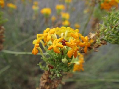 Manulea cephalotes, photographed by douglaseustonbrown