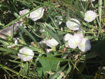 Convolvulus lineatus, photographed by Елена Патерикина