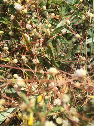 Cuscuta approximata, photographed by Елена Патерикина
