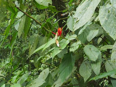 Heliconia mathiasiae, photographed by Lena Struwe