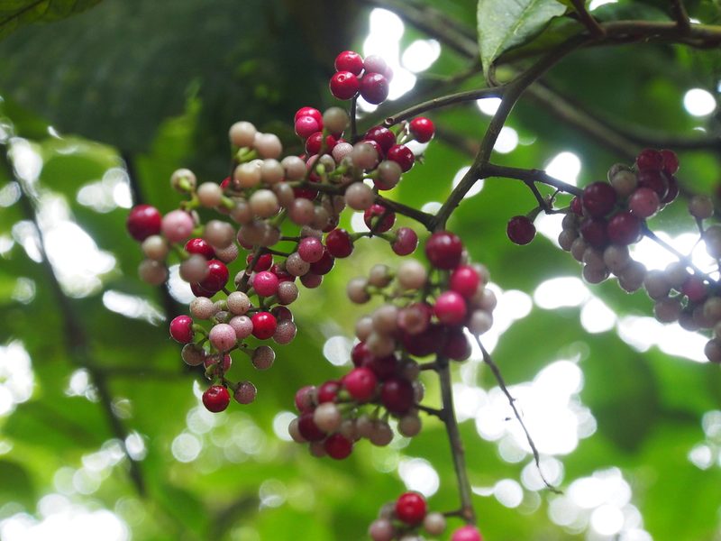 Ardisia nigropunctata, photographed by Lena Struwe