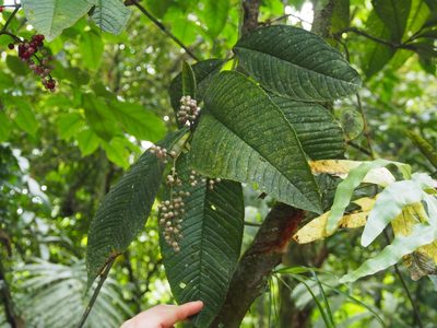 Ardisia nigropunctata, photographed by Lena Struwe