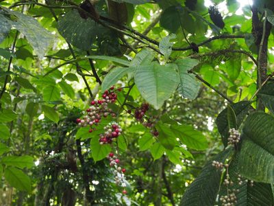 Ardisia nigropunctata, photographed by Lena Struwe