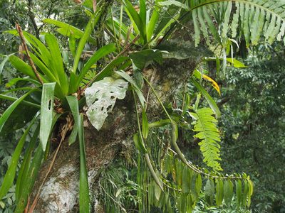 Anthurium upalaense, photographed by Lena Struwe