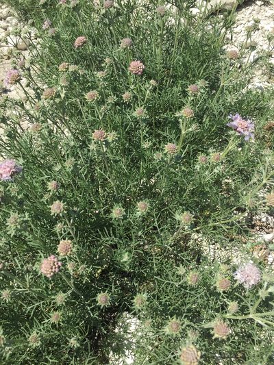 Lomelosia isetensis, photographed by Елена Патерикина