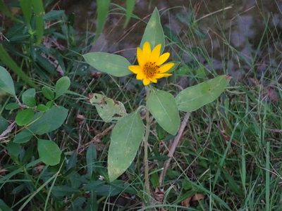 Helianthus hirsutus, photographed by Nathan May