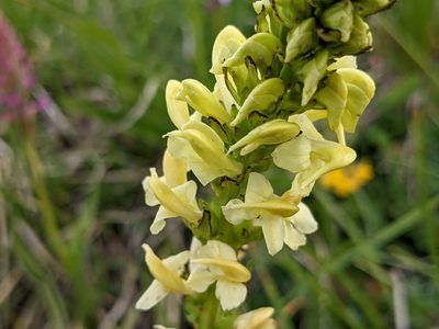 Pedicularis ascendens, photographed by agosti