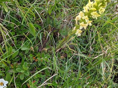 Pedicularis ascendens, photographed by agosti