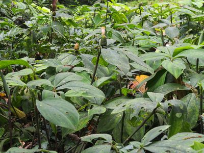 Costus elegans, photographed by Lena Struwe
