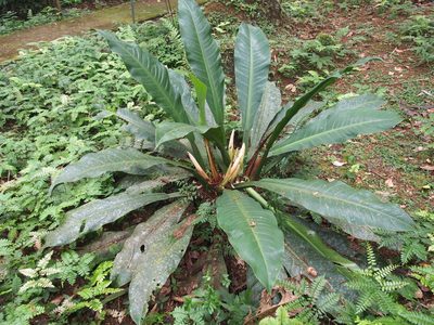Philodendron wendlandii, photographed by Lena Struwe
