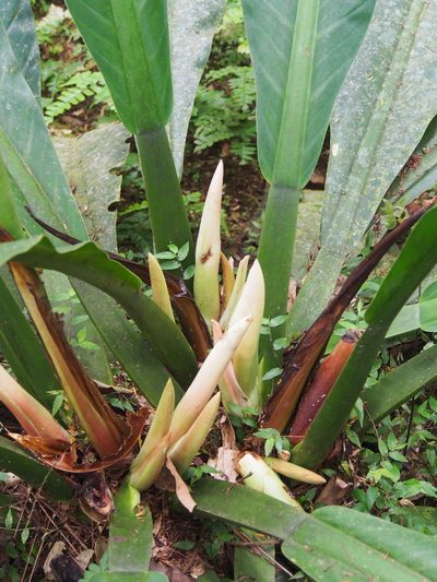 Philodendron wendlandii, photographed by Lena Struwe