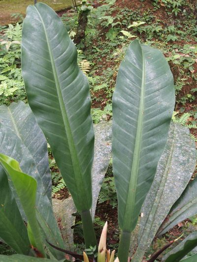 Philodendron wendlandii, photographed by Lena Struwe