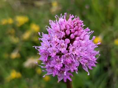 Traunsteinera globosa, photographed by agosti