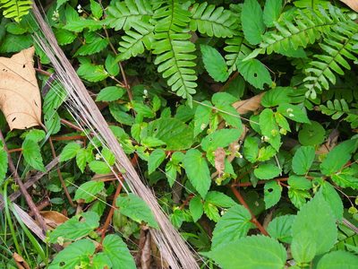 Begonia semiovata, photographed by Lena Struwe