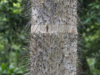 Astrocaryum confertum, photographed by Lena Struwe