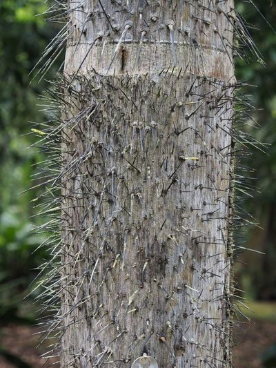 Astrocaryum confertum, photographed by Lena Struwe