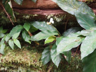 Goeppertia micans, photographed by Lena Struwe