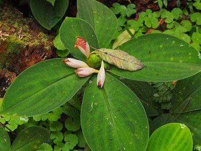 Costus elegans, photographed by Lena Struwe