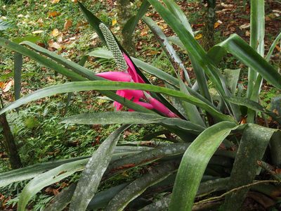 Aechmea mariae-reginae, photographed by Lena Struwe