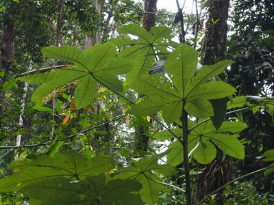 Cecropia insignis, photographed by Lena Struwe