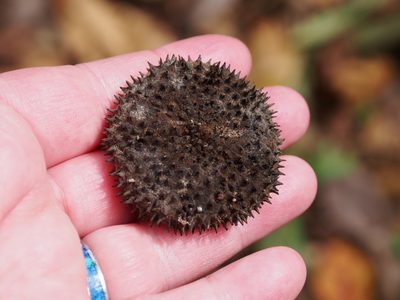 Apeiba membranacea, photographed by Lena Struwe