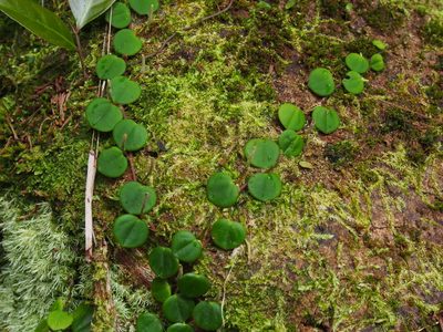 Peperomia serpens, photographed by Lena Struwe