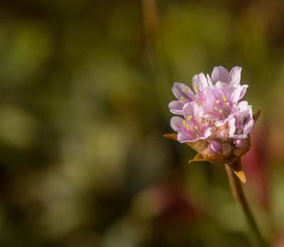 Armeria curvifolia, photographed by Nicolás Villaseca Merino