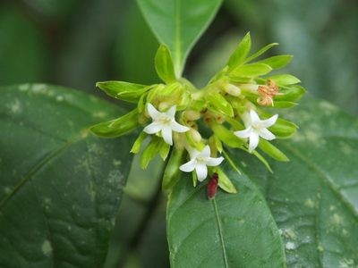 Palicourea suerrensis, photographed by Lena Struwe